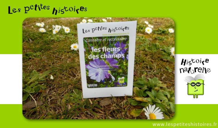 Connaitre et reconnaitre les fleurs des champs