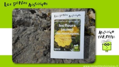 Connaitre et reconnaitre les fleurs jaunes des montagnes