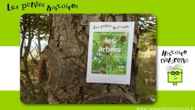 Connaitre et reconnaitre les arbres