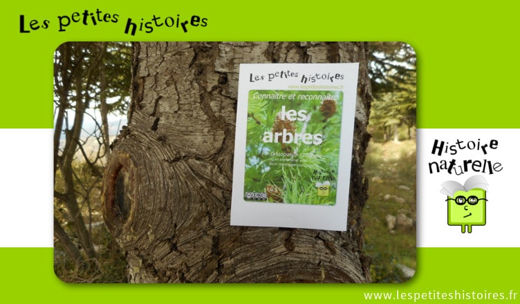 Connaitre et reconnaitre les arbres