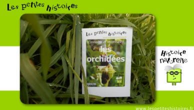 Connaitre et reconnaitre les orchidées